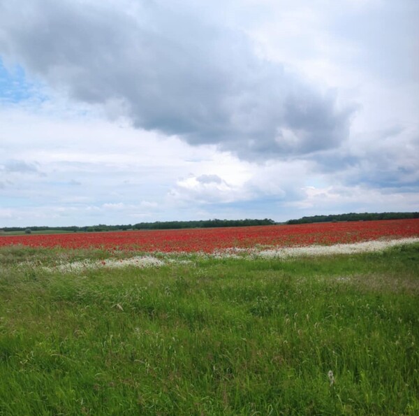 Vágatlan május